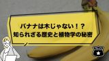 【驚愕の事実】バナナは木じゃない！？知られざる歴史と植物学の秘密