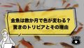 金魚は数か月で色が変わるって本当？驚きのトリビアとその理由