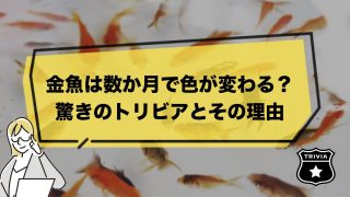 金魚は数か月で色が変わるって本当？驚きのトリビアとその理由