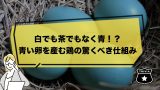 白でも茶でもなく青！？青い卵を産む鶏の驚くべき仕組み