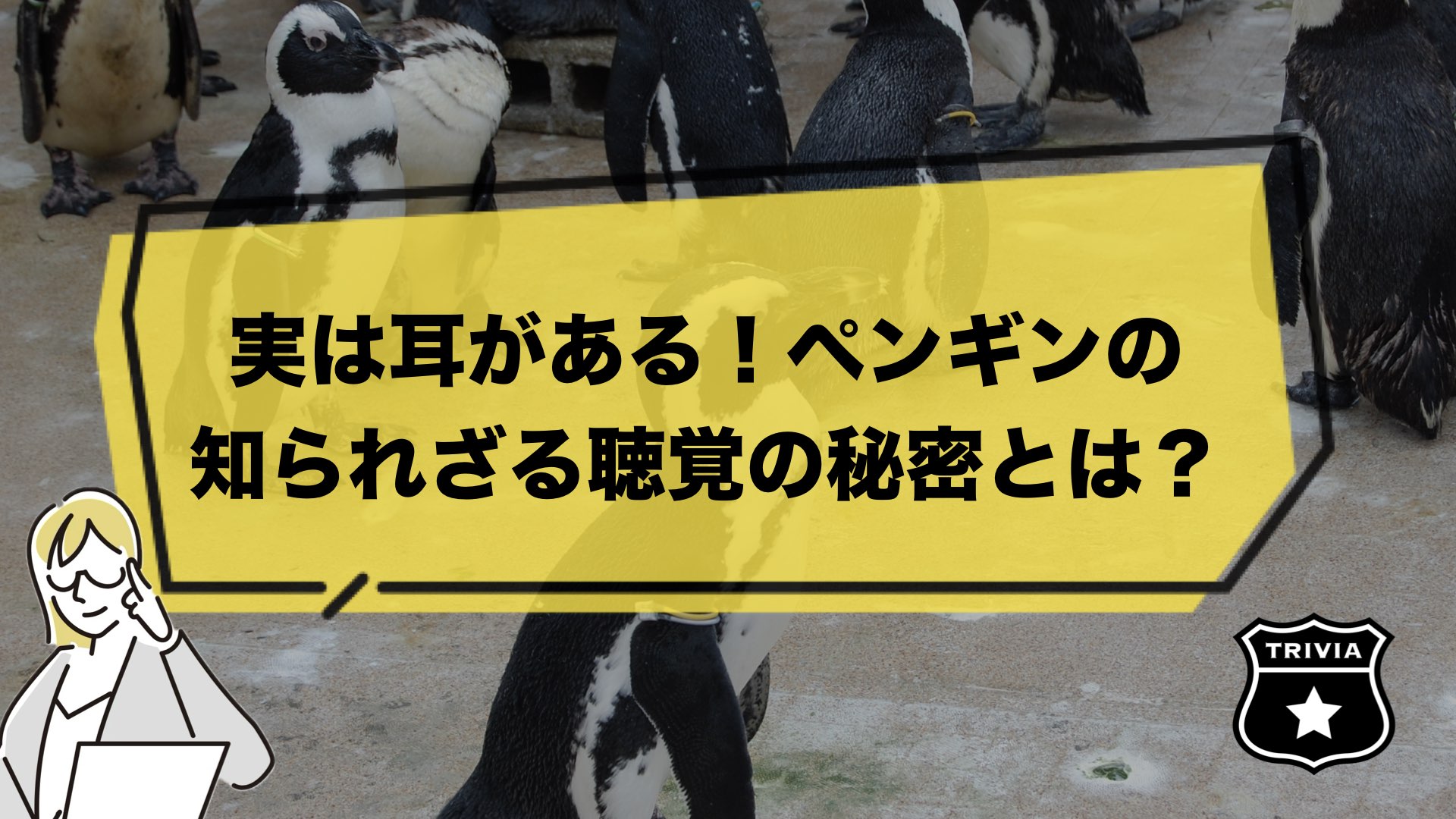 実は耳がある！ペンギンの知られざる聴覚の秘密とは？